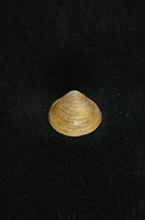 藏品(臺灣蜆)的圖片